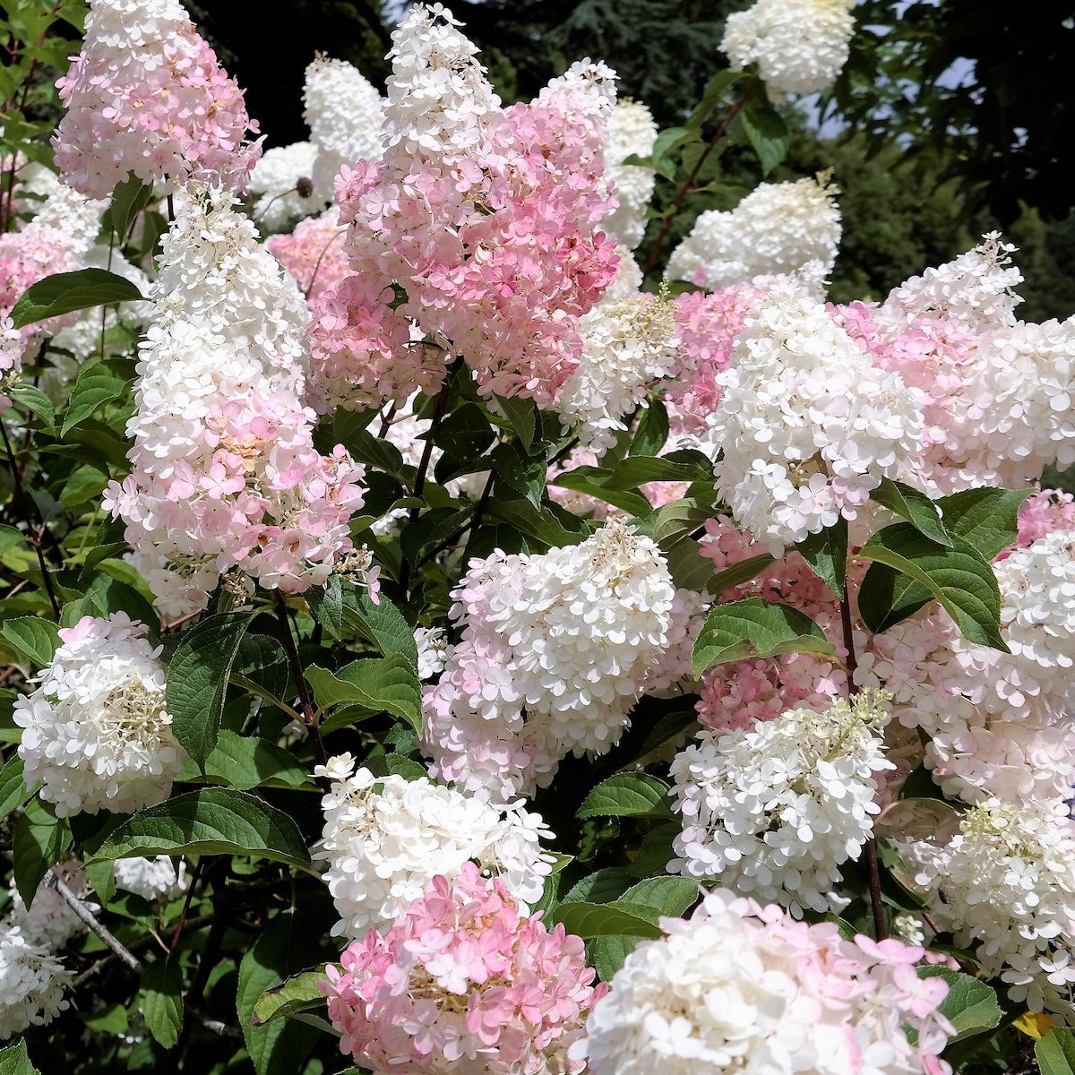 Hydrangea pan. 'Phantom'