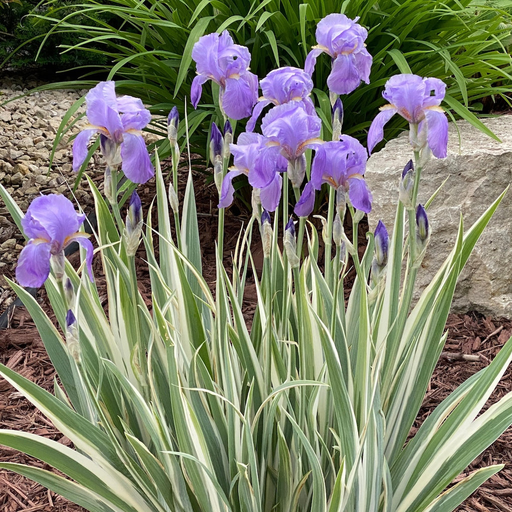 Iris pallida 'Albo Variegata' (lavender)