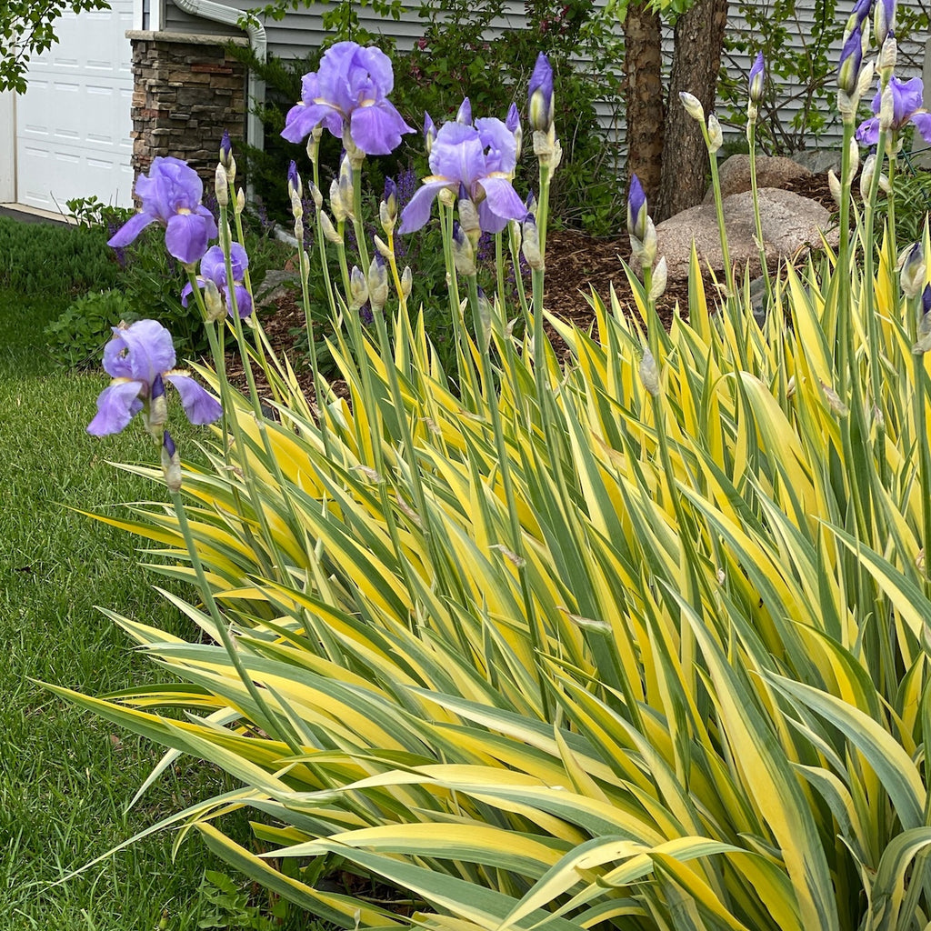 Iris pallida 'Aurea Variegata' (lavender)
