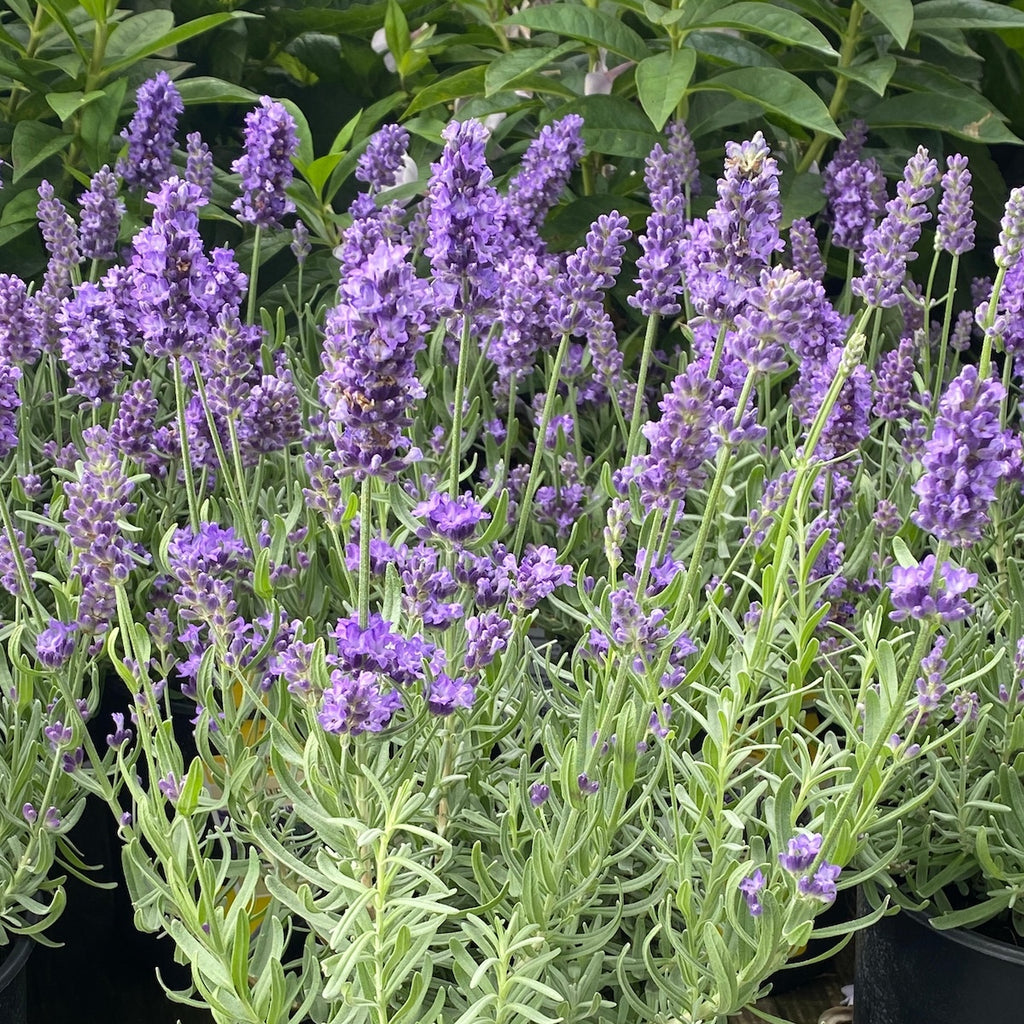 Lavandula ang. 'Super Blue'