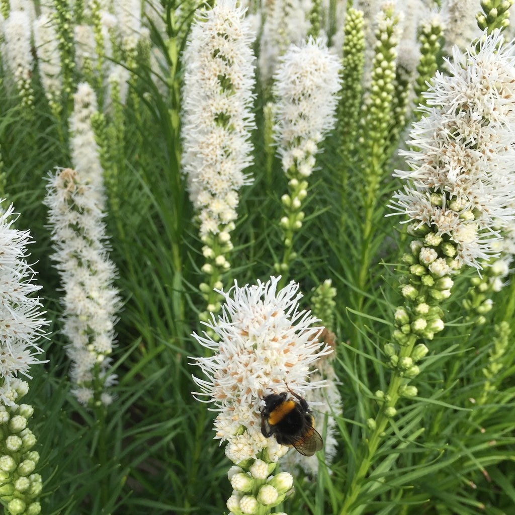 Liatris s. 'Floristan White'