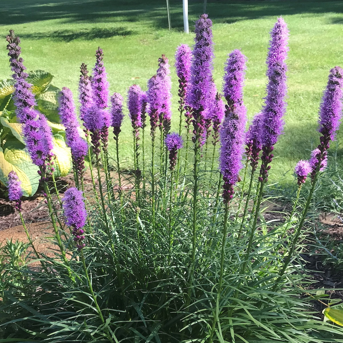 Liatris spicata