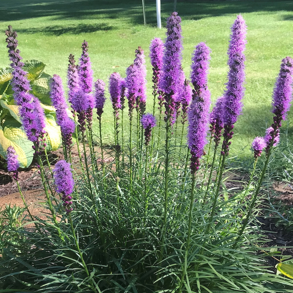 Liatris spicata