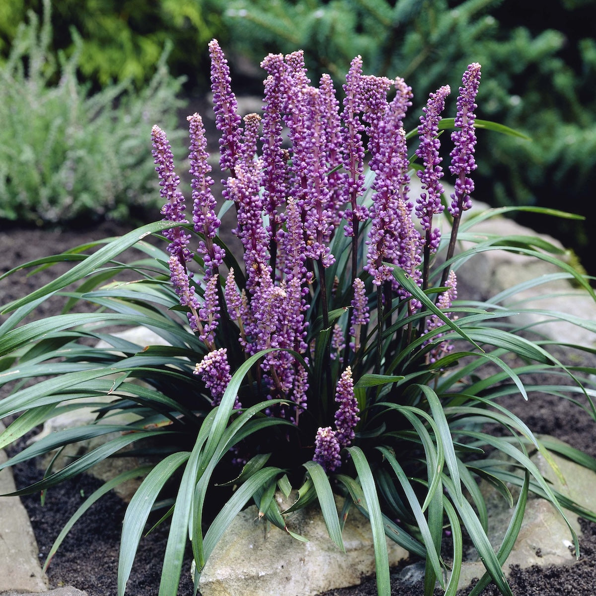 Liriope muscari 'Purple Explosion™'