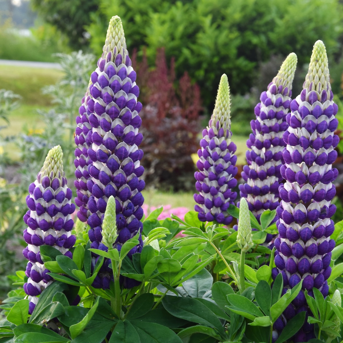 Lupinus WESTCOUNTRY™ 'Blacksmith'