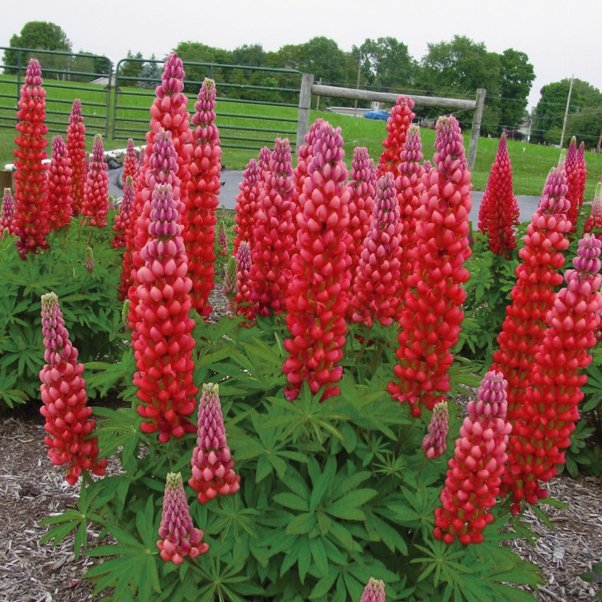 Lupinus WESTCOUNTRY™ 'Red Rum'