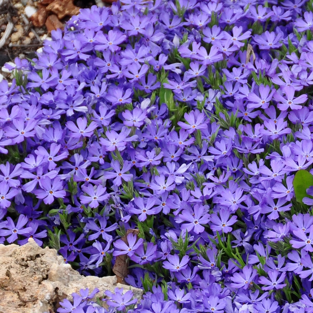 Phlox 'Violet Pinwheels' PP25884