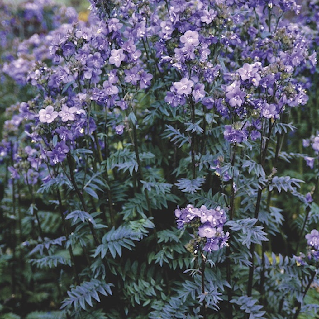 Polemonium Purple Rain Strain