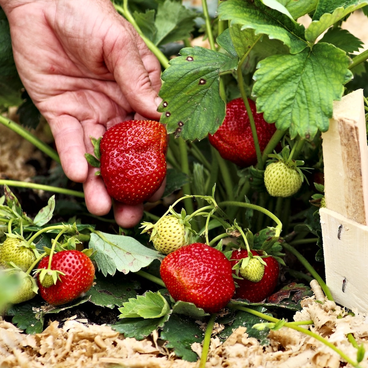 Berry, Strawberry 'Fort Laramie'-25 per flat