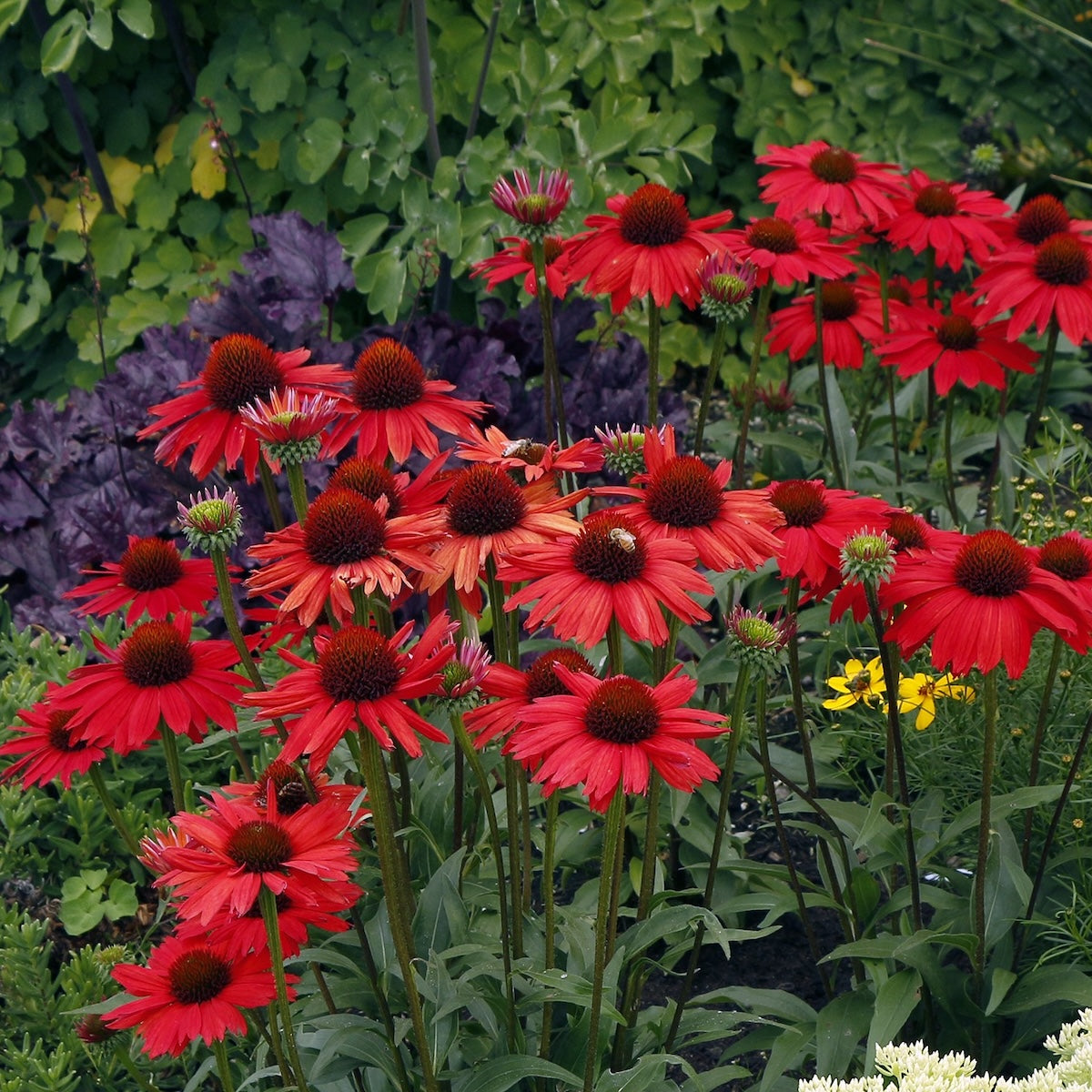 Echinacea KISMET® 'Red' (red)