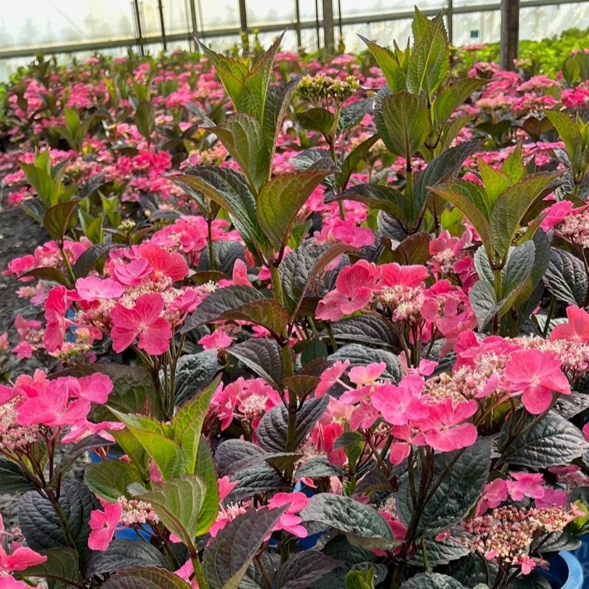 HYDRANGEA SER. 'PINK DYNAMO™'