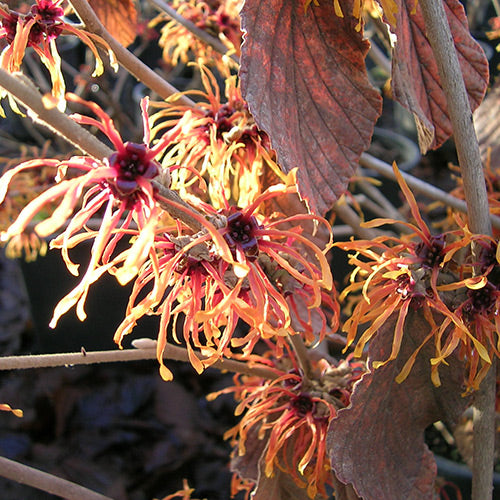 Hamamelis x int. 'Jelena' (orange)