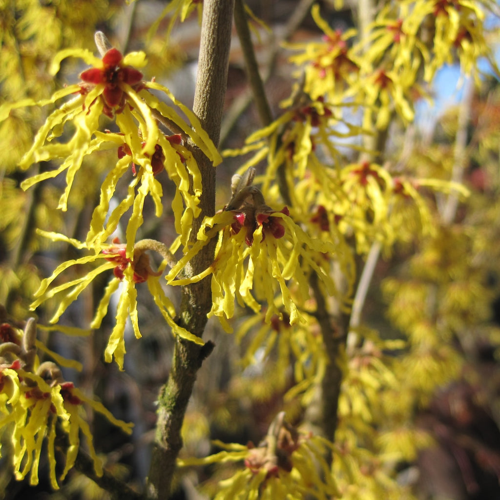 Hamamelis x int. 'Arnold Promise' (yellow)