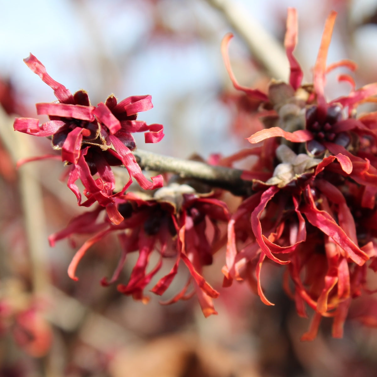 Hamamelis x int. 'Diane' (red)