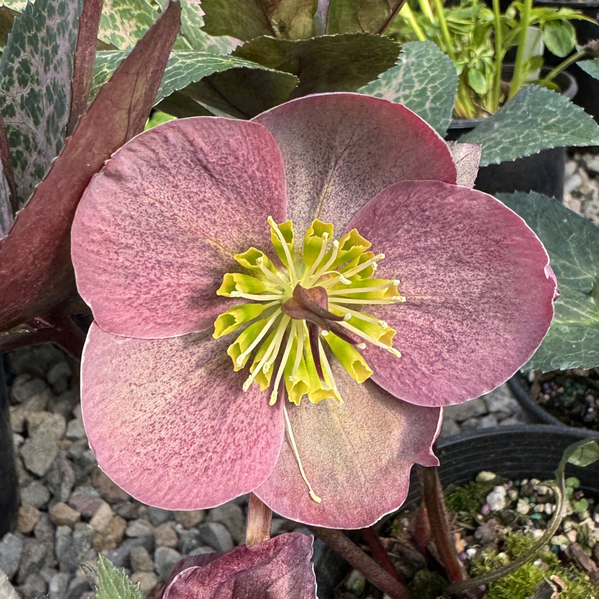 Helleborus FrostKiss ""Pipra's Purple""