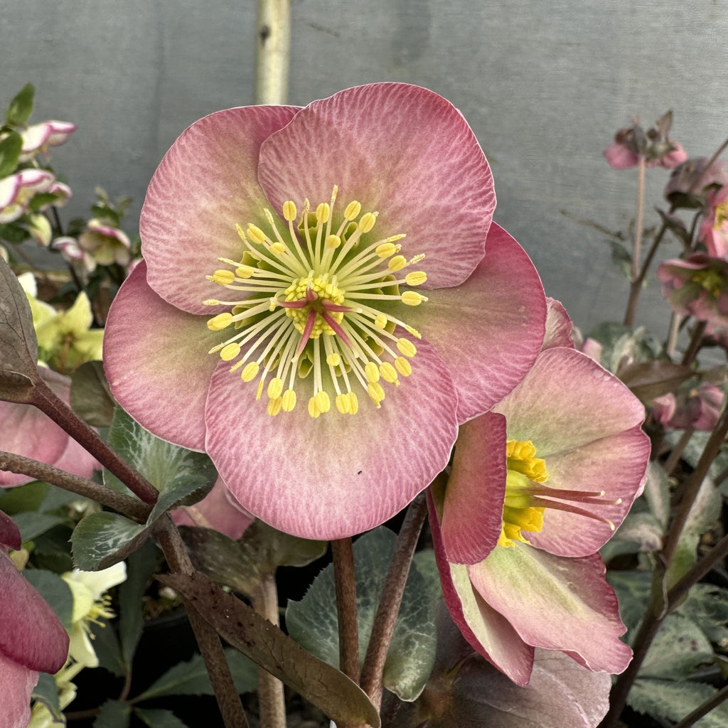 Helleborus FrostKiss 'Dorothy's Dawn'
