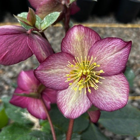Helleborus HGC® ICE N' ROSES® 'ROSADO'