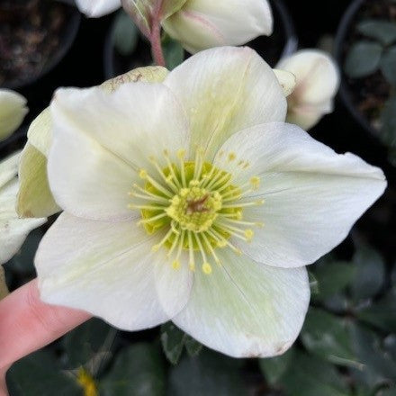 Helleborus HGC® ICE N' ROSES® WHITE