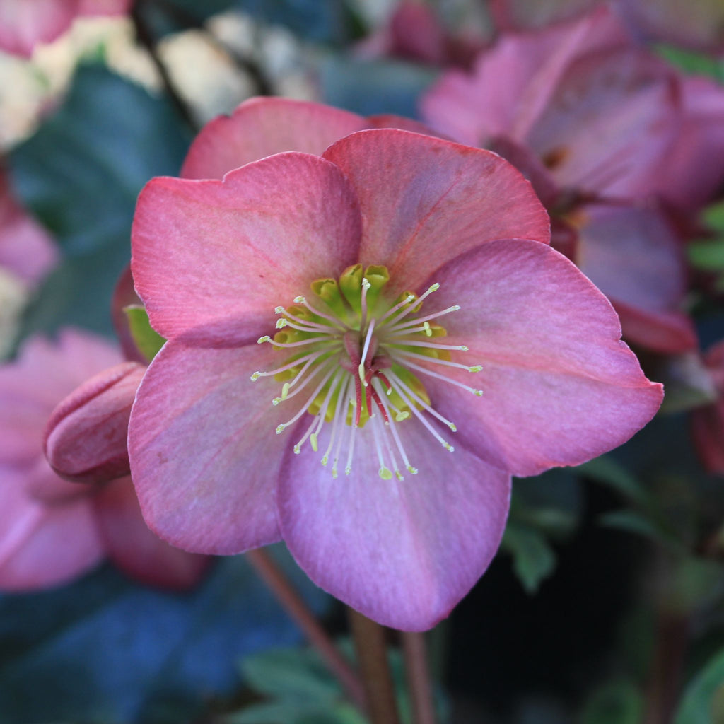 Helleborus HGC® ICE N' ROSES® PINK