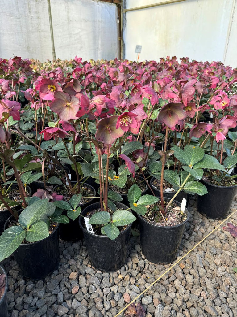 Helleborus HGC® ICE N' ROSES® 'Mindy Marble' – Loen Nursery, Inc.
