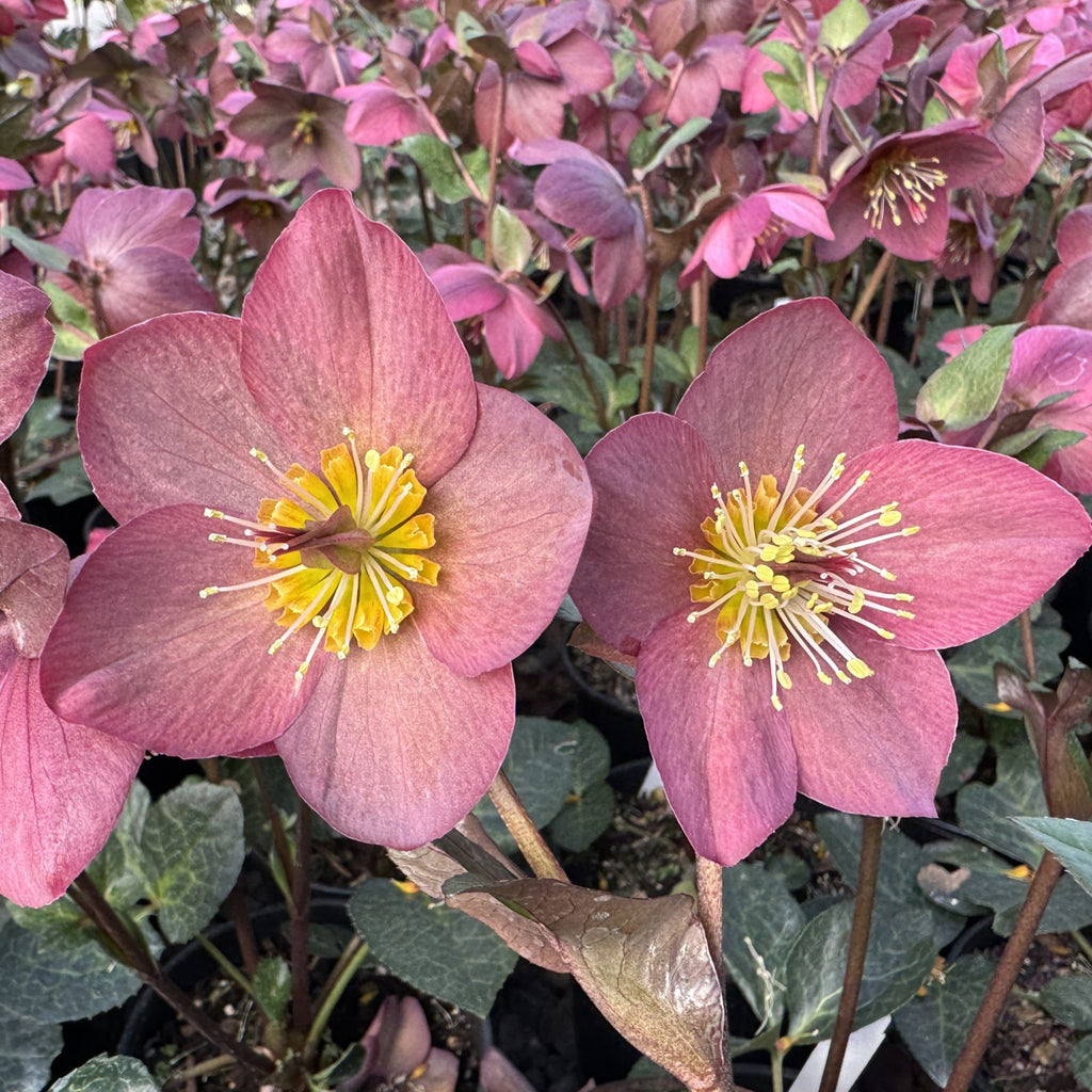 Helleborus HGC® ICE N' ROSES® 'Mindy Marble'