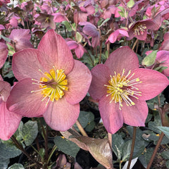 Helleborus HGC® ICE N' ROSES® 'Mindy Marble' – Loen Nursery, Inc.