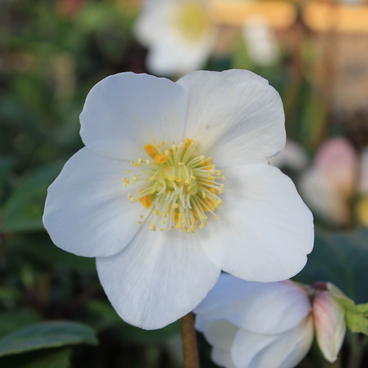 Helleborus x HGC® 'Jesse' (white)