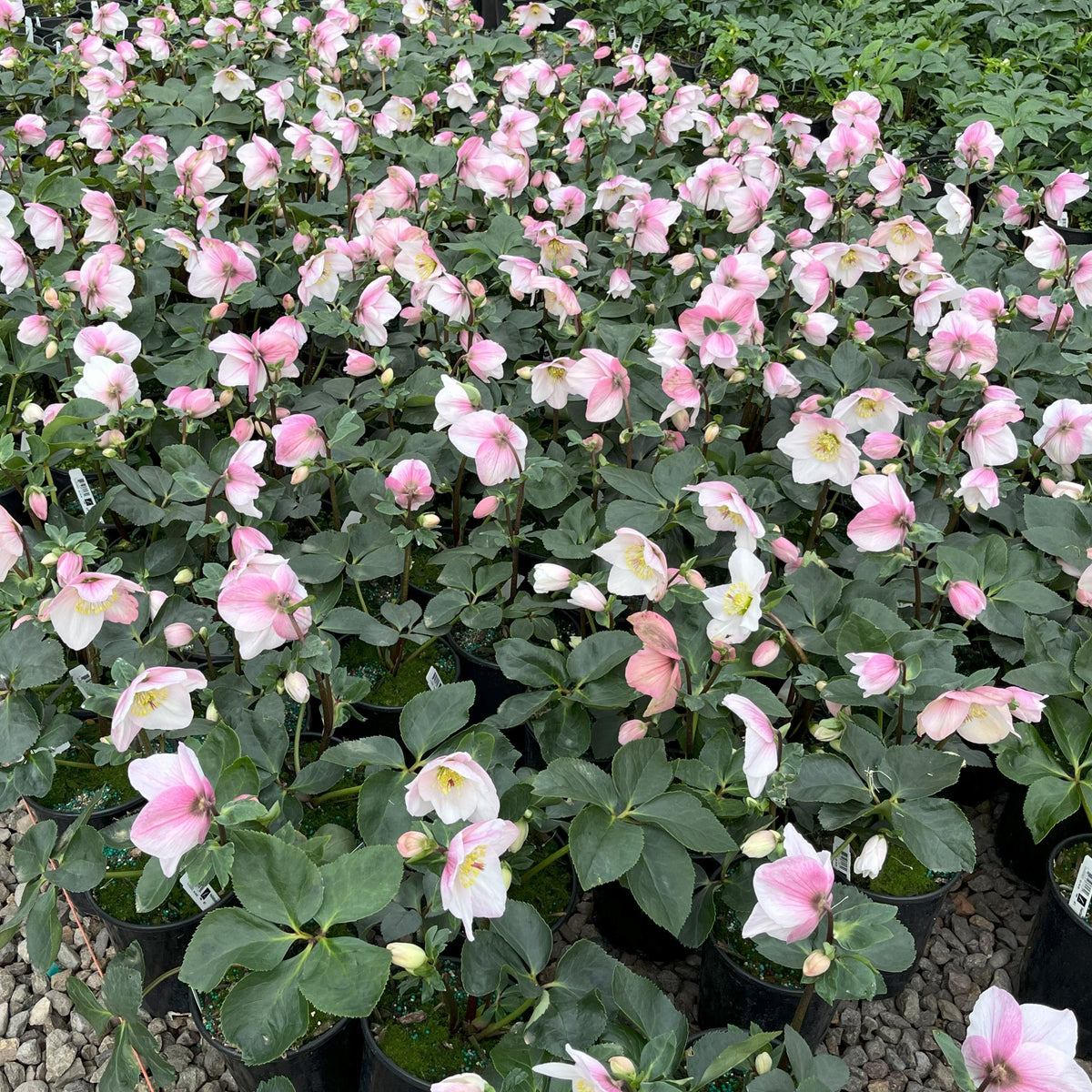 Helleborus HGC® LOLA