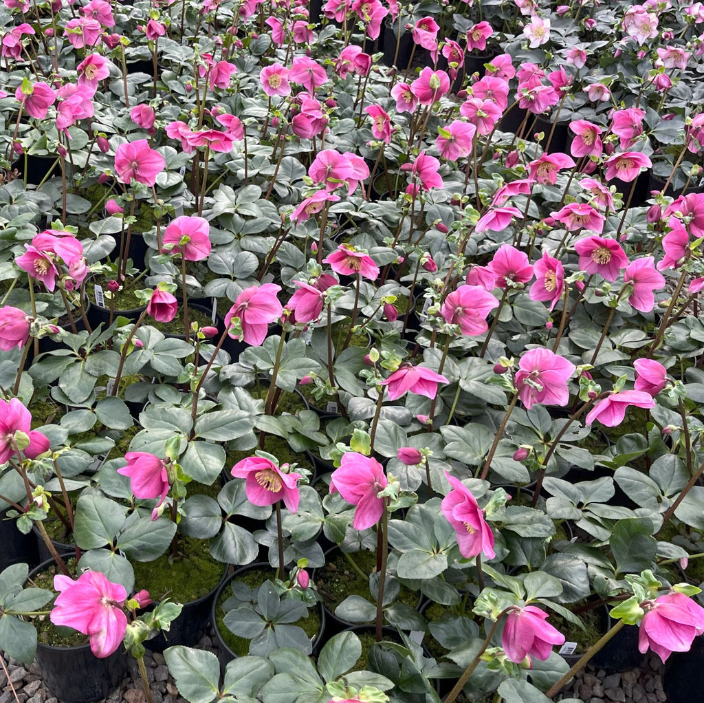 Helleborus HGC® 'LULU'