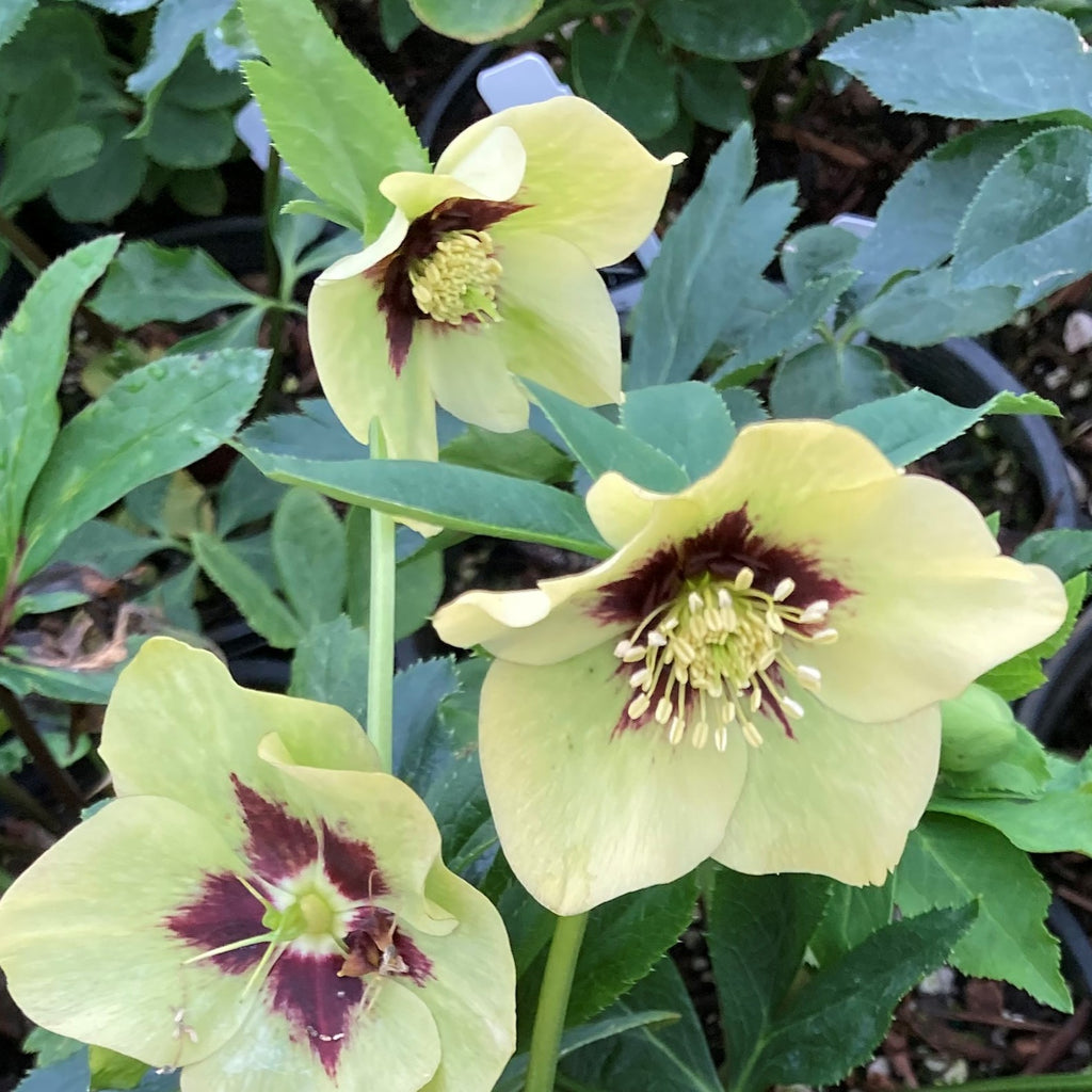 Helleborus HONEYMOON® 'Spanish Flare'