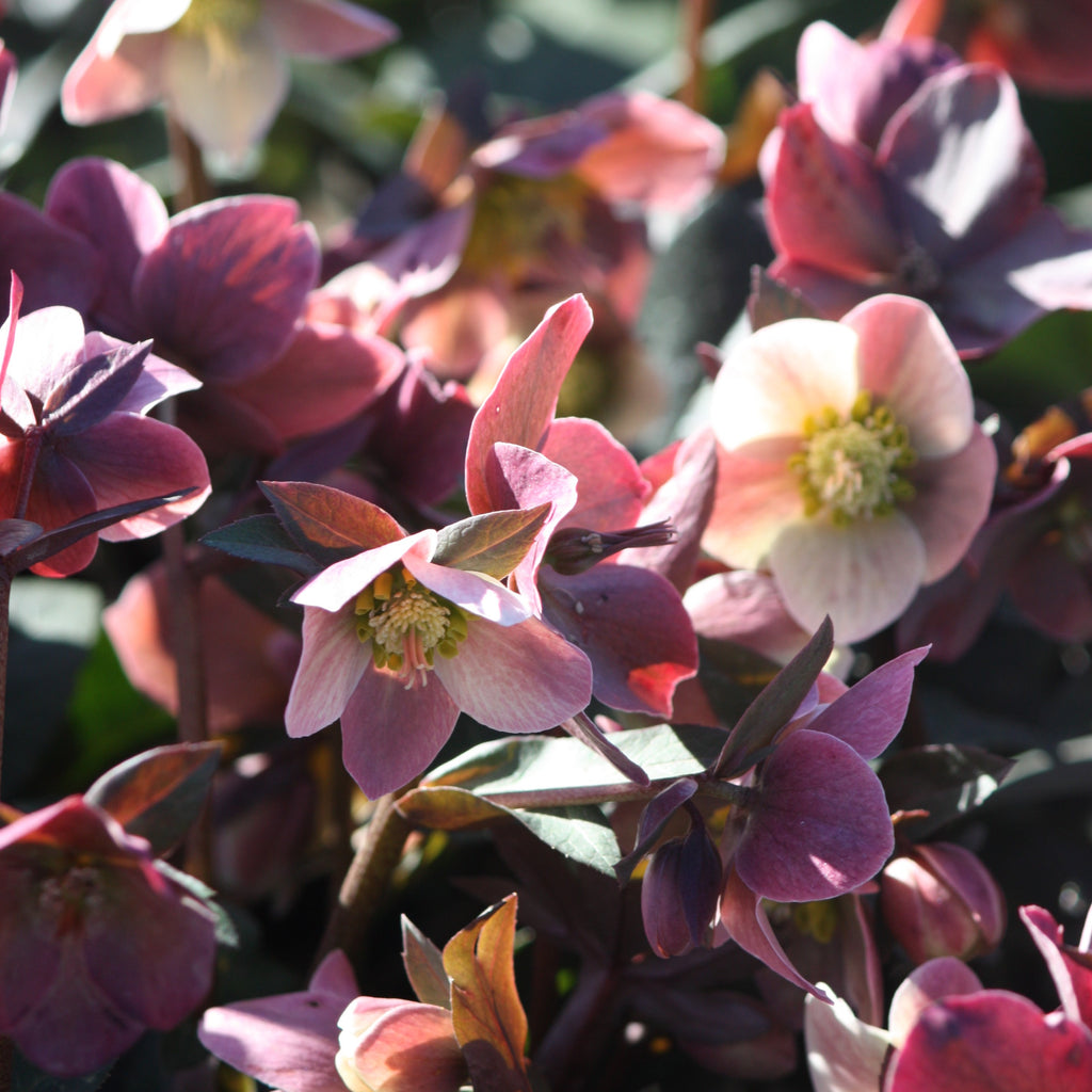 Helleborus x ballardiae 'HGC Merlin' PP22350