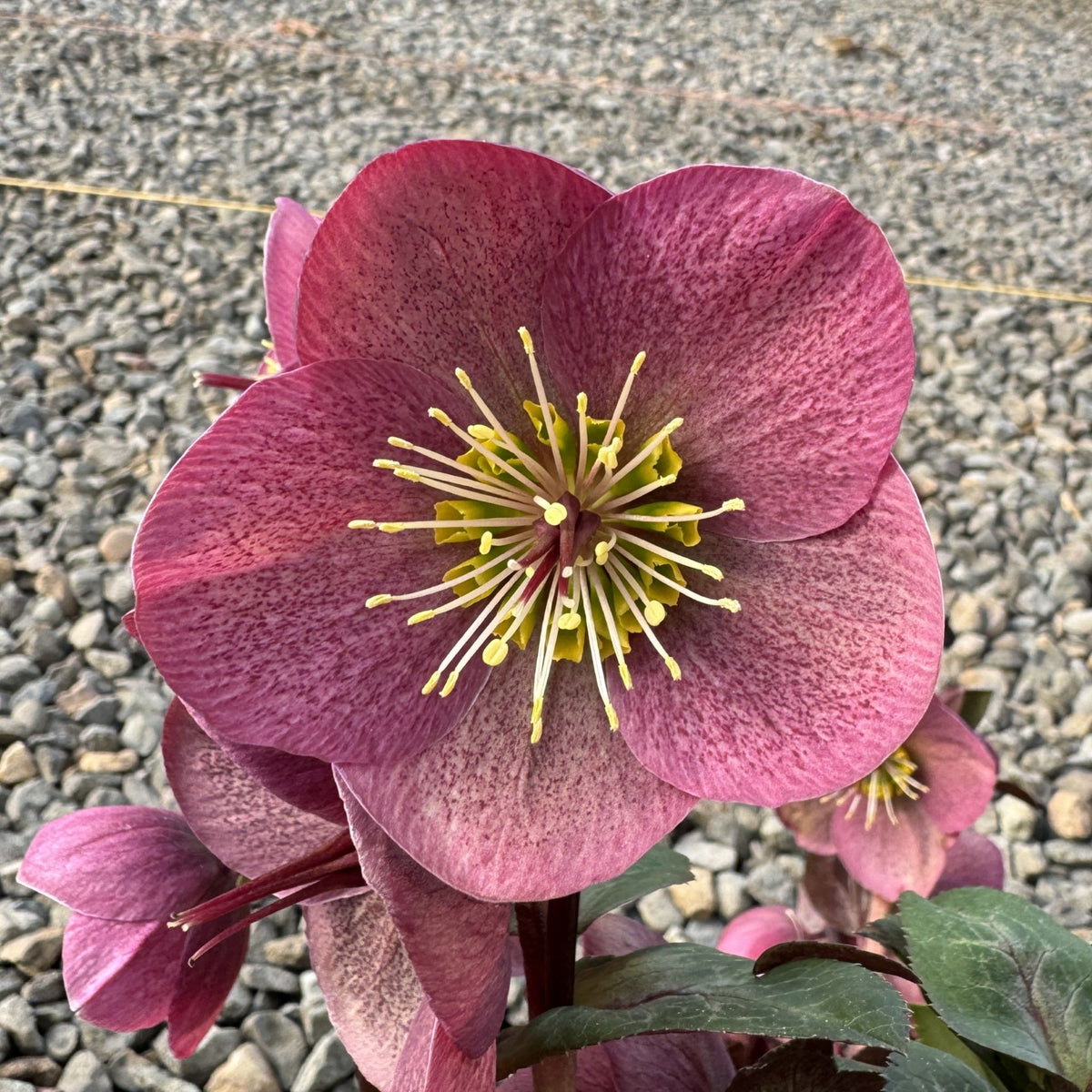 Helleborus WINTER ANGELS™ 'Charmer' PPAF