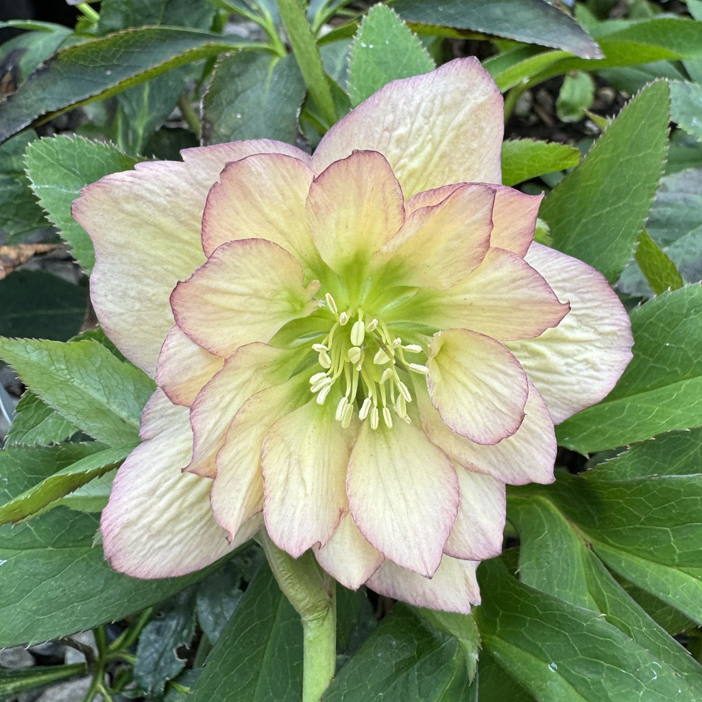 Helleborus WINTER JEWELS™ 'Amber Gem'