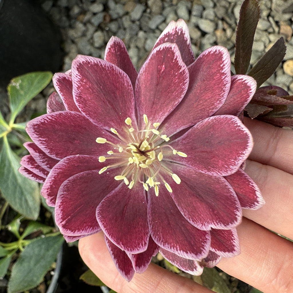 Helleborus WINTER JEWELS™ 'Amethyst Glow'