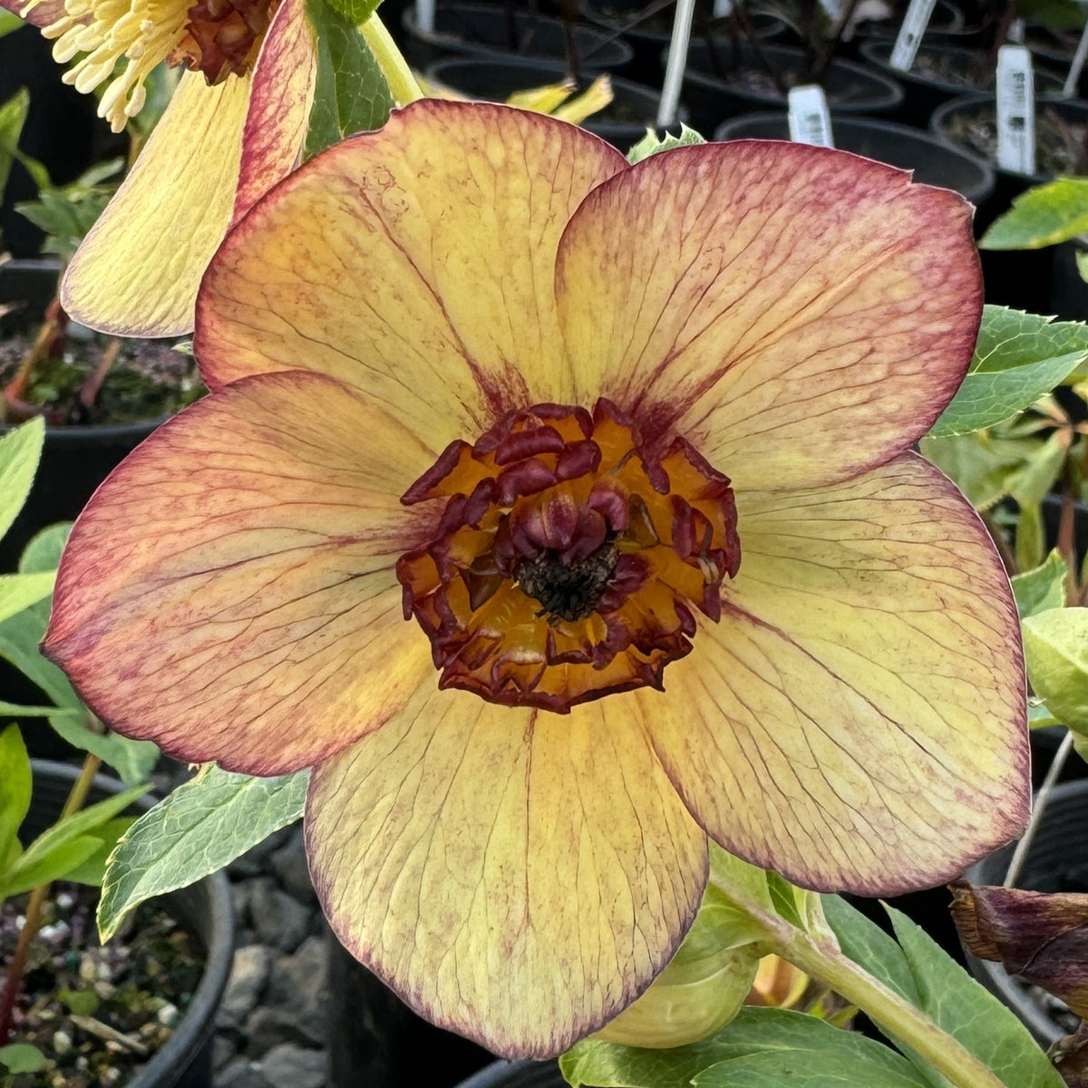 Helleborus WINTER JEWELS™ 'Apricot Blush'