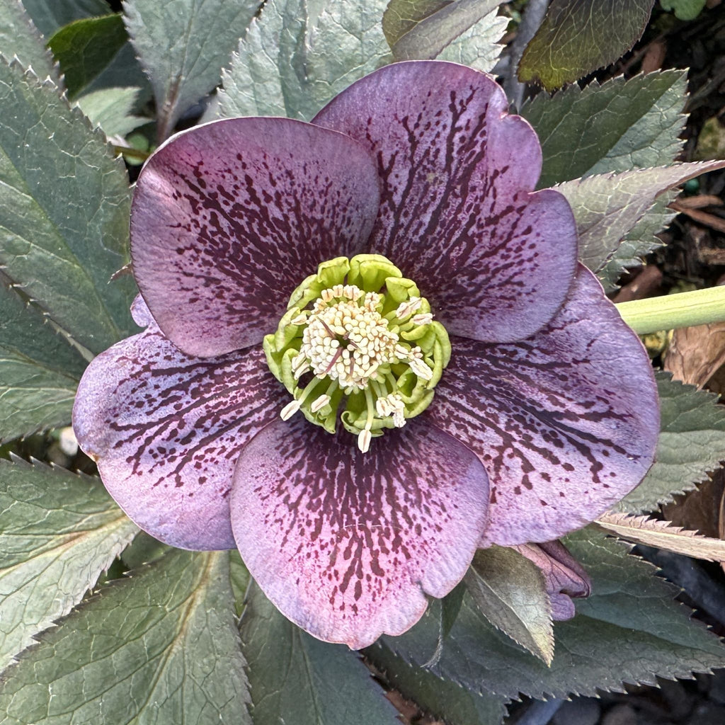 Helleborus WINTER JEWELS™ 'Blue Diamond'