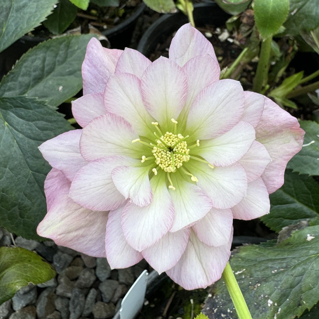 Helleborus WINTER JEWELS™ 'Cotton Candy'