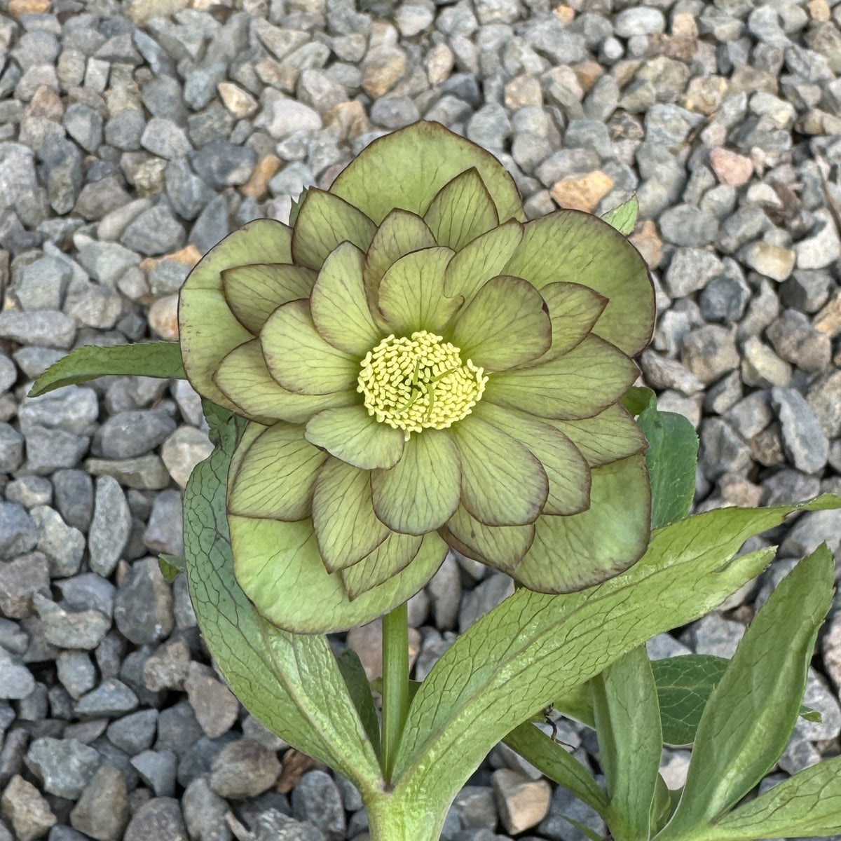 Helleborus WINTER JEWELS™ 'Jade Tiger'