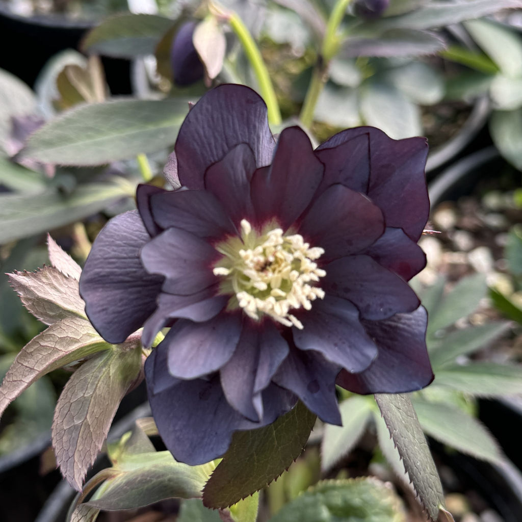 Helleborus WINTER JEWELS™ 'Onyx Odyssey'