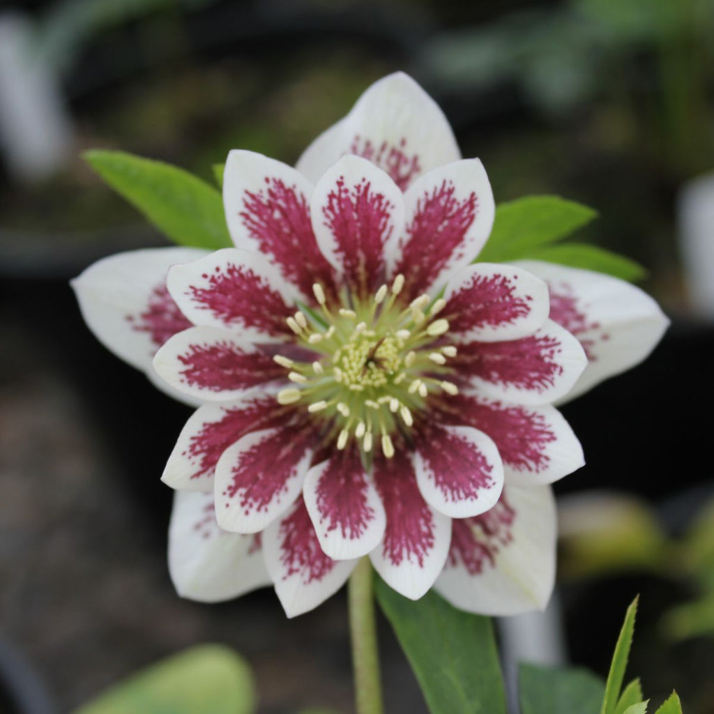 Helleborus WINTER JEWELS™ 'Painted Double'