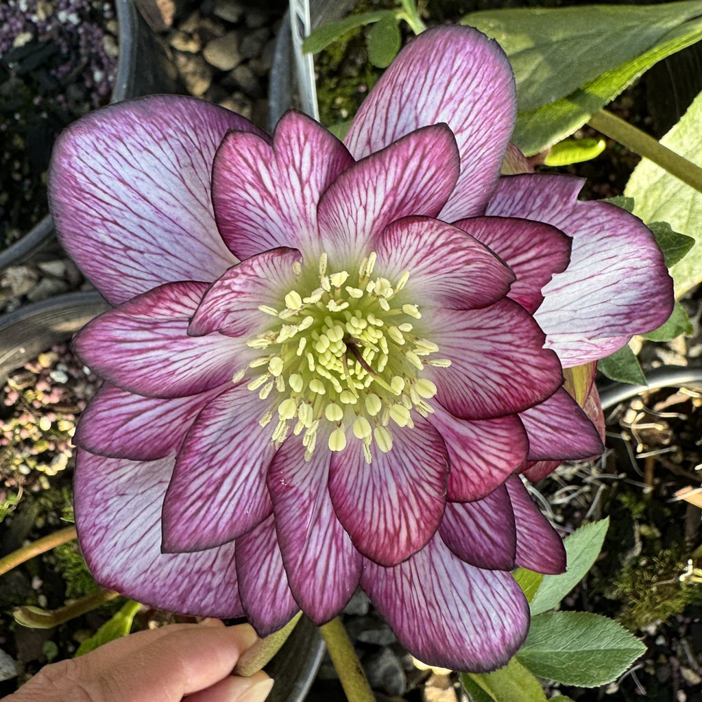 Helleborus WINTER JEWELS™ 'Peppermint Ice'