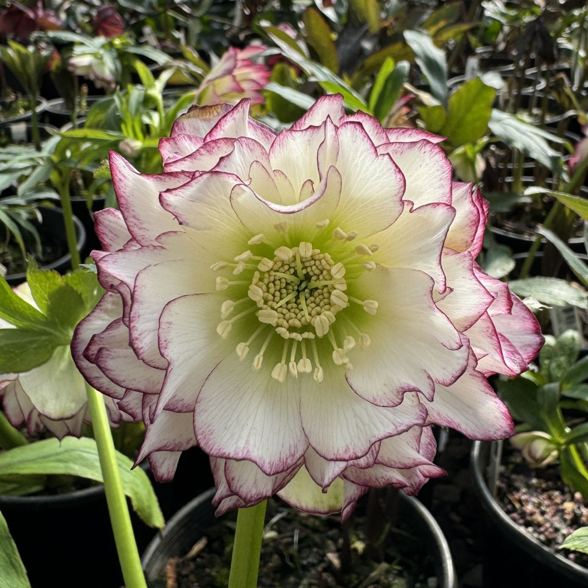 Helleborus WINTER JEWELS™ 'Rose Quartz'