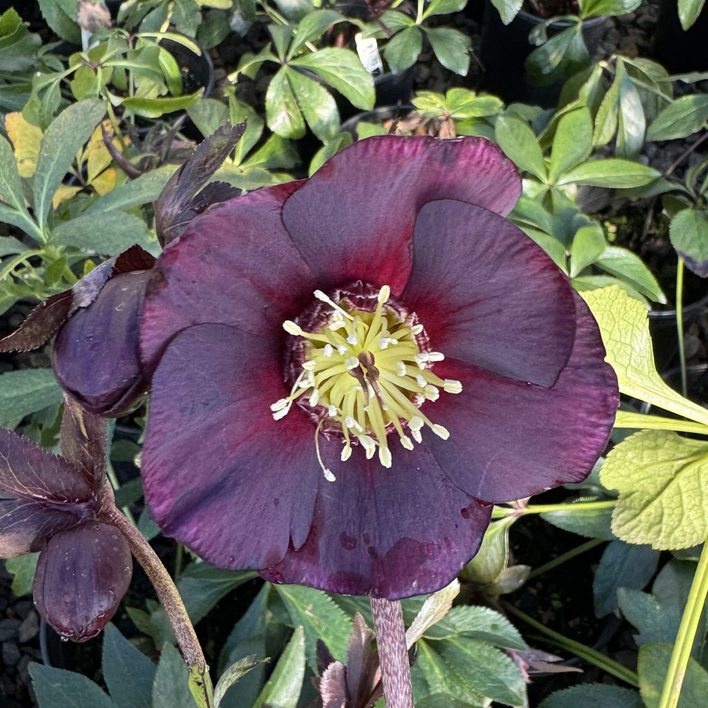 Helleborus WINTER JEWELS™ 'Ruby Wine'