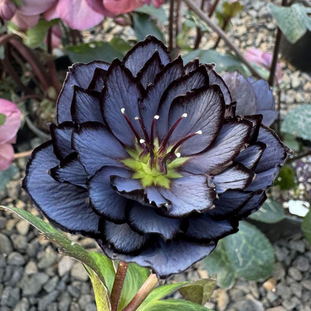 Helleborus WINTER JEWELS™ 'Slate Double