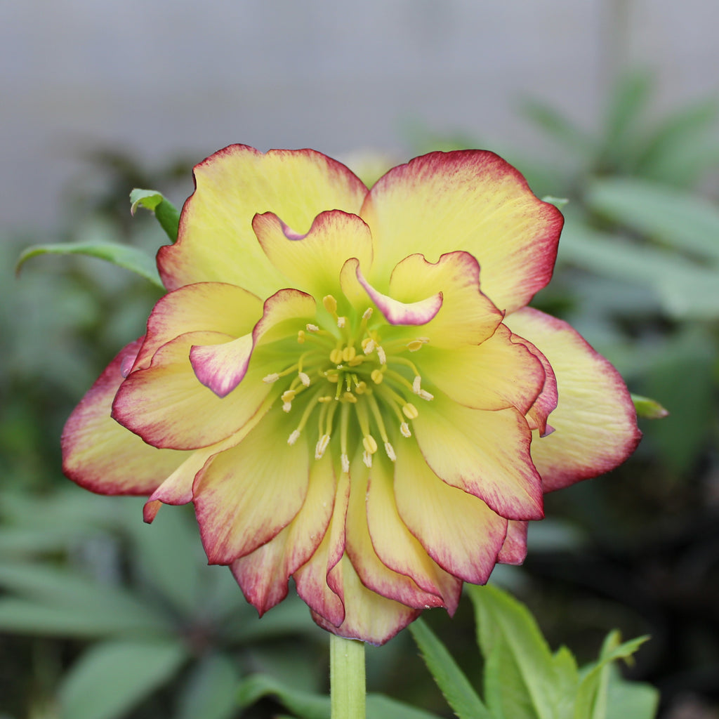 Helleborus WINTER JEWELS™ 'Sun Flare'