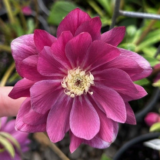 Helleborus WINTER JEWELS™ 'Berry Swirl'