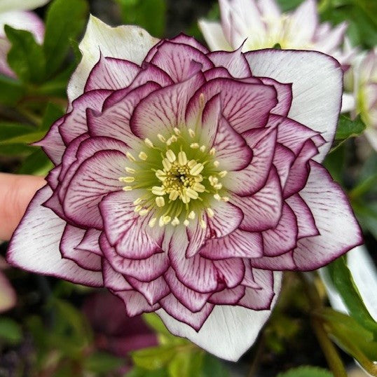 Helleborus WINTER JEWELS ® 'Fire & Ice'