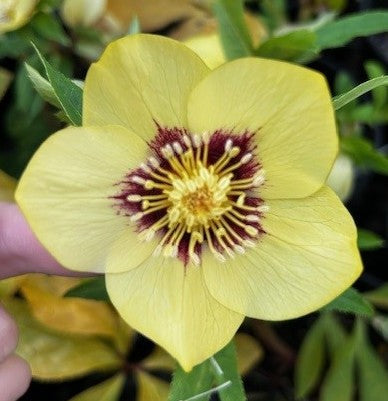 Helleborus WINTER JEWELS™ 'Golden Sunrise'