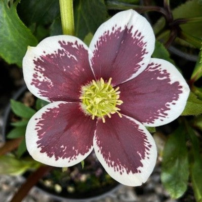 Helleborus WINTER JEWELS™ 'Painted'