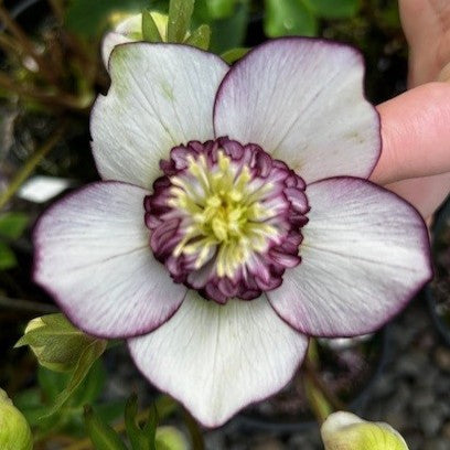 Helleborus WINTER JEWELS™ 'Picotee Pearl'